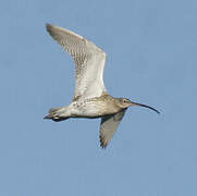 Eurasian Curlew