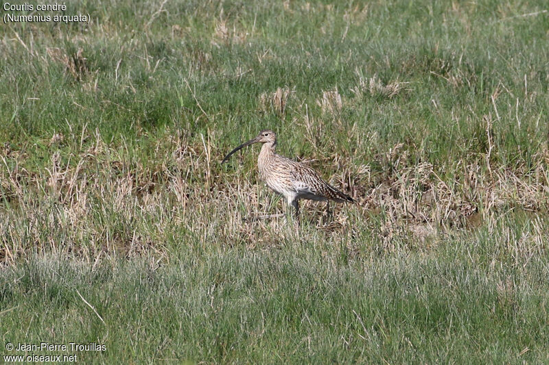 Eurasian Curlew