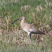 Eurasian Curlew