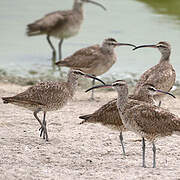 Hudsonian Whimbrel