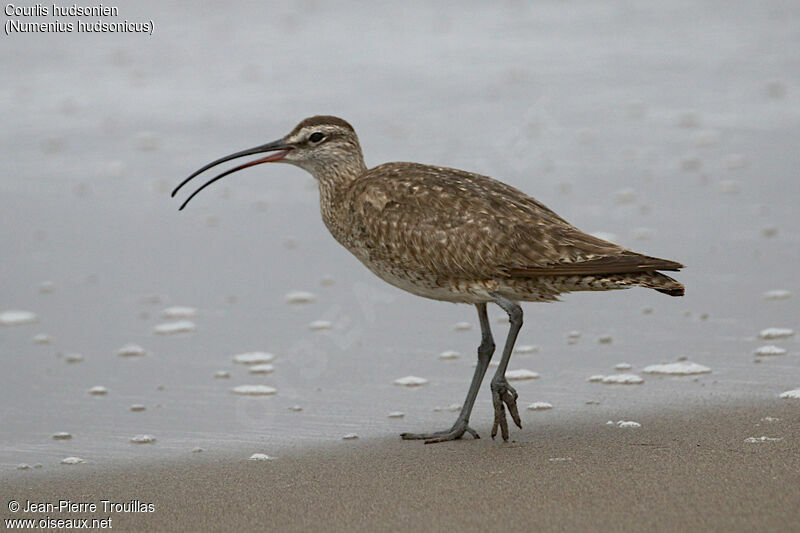 Hudsonian Whimbrel