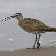 Hudsonian Whimbrel