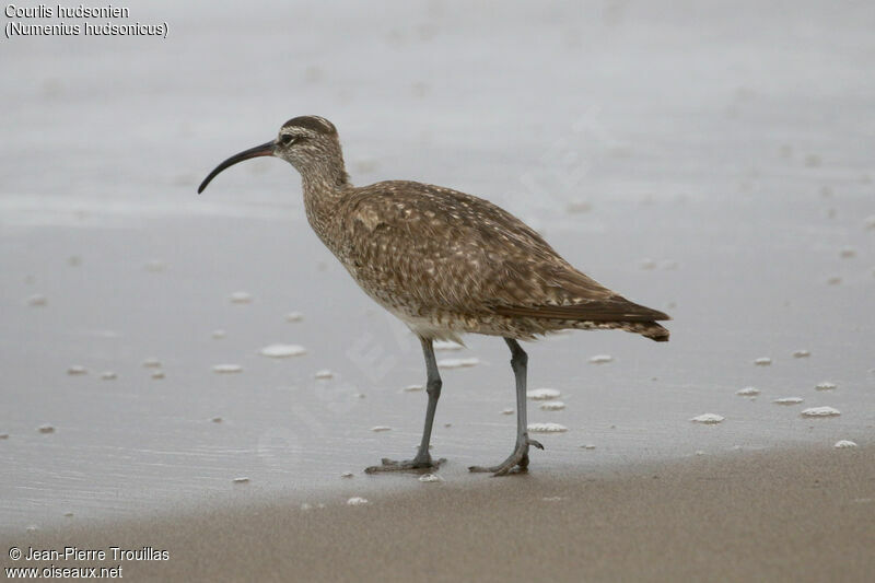 Hudsonian Whimbrel