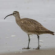 Hudsonian Whimbrel