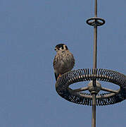 American Kestrel