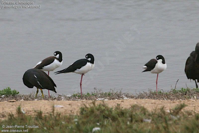 Black-necked Stilt