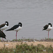 Black-necked Stilt