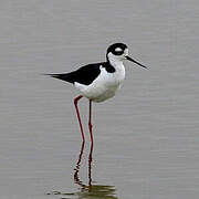 Black-necked Stilt