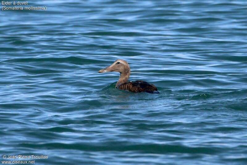 Common Eider