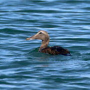 Common Eider