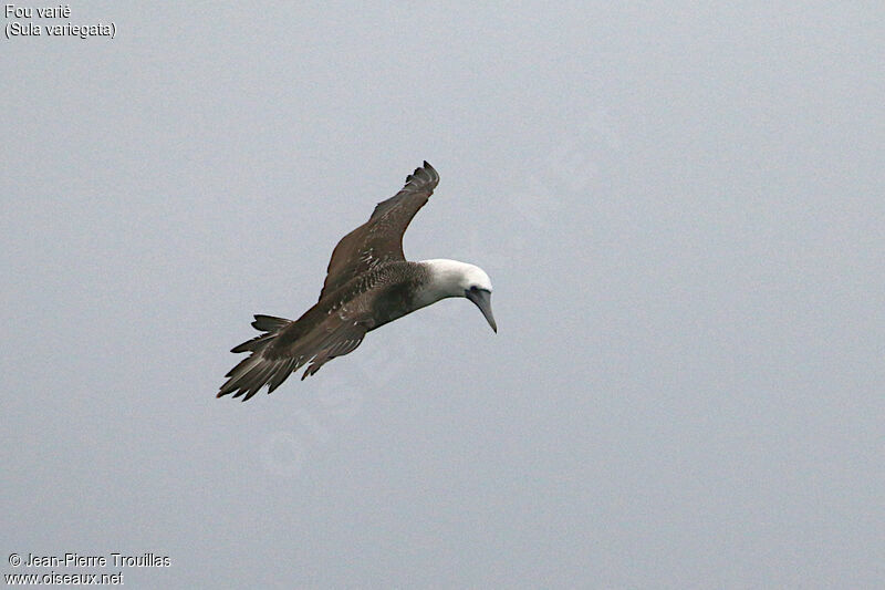 Peruvian Booby