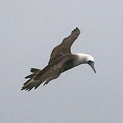 Peruvian Booby