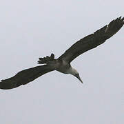 Peruvian Booby