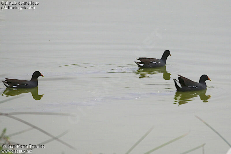 Gallinule d'Amérique