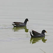 Common Gallinule