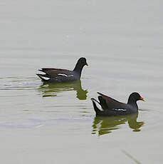 Gallinule d'Amérique