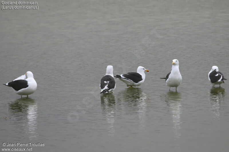 Kelp Gull