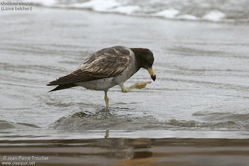 Belcher's Gull