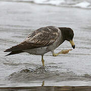 Belcher's Gull