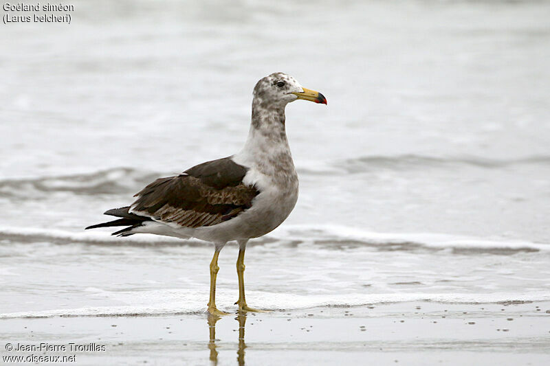 Belcher's Gull