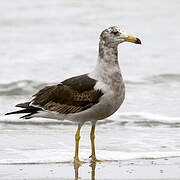 Belcher's Gull