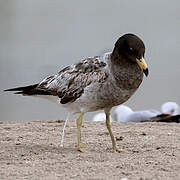 Belcher's Gull