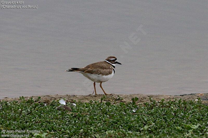 Killdeer