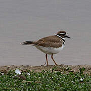 Killdeer