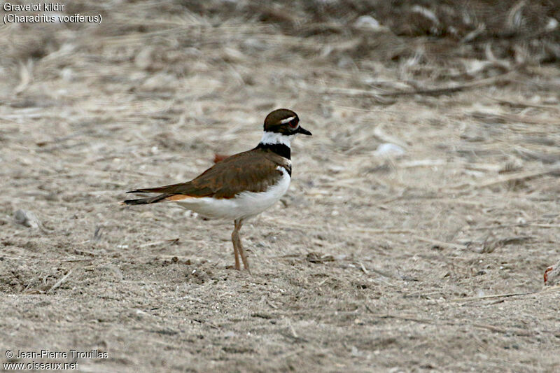 Killdeer