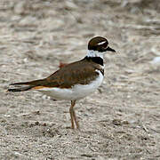 Killdeer