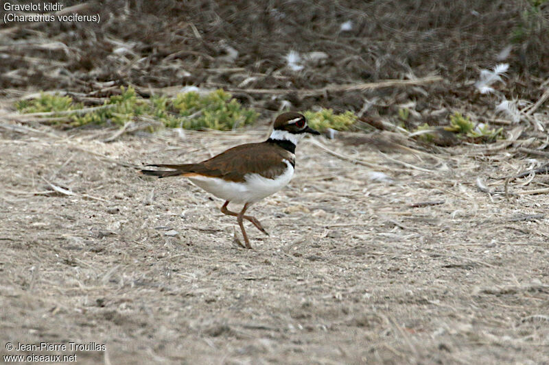 Killdeer