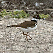 Killdeer