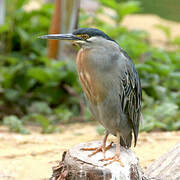 Striated Heron