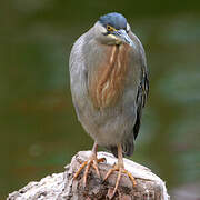 Striated Heron