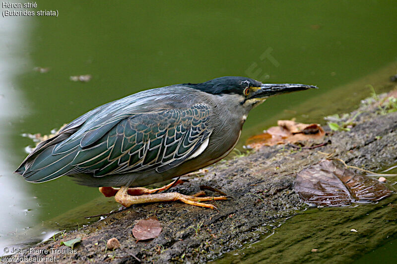 Striated Heron