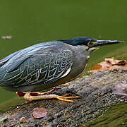 Striated Heron