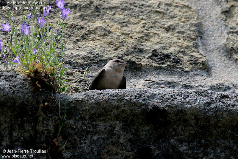 Hirondelle de rochers