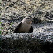 Eurasian Crag Martin