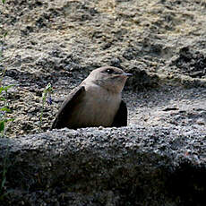 Hirondelle de rochers