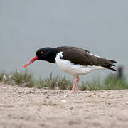 American Oystercatcher