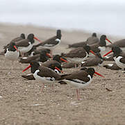 American Oystercatcher