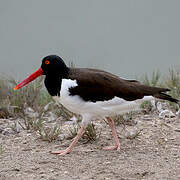 American Oystercatcher