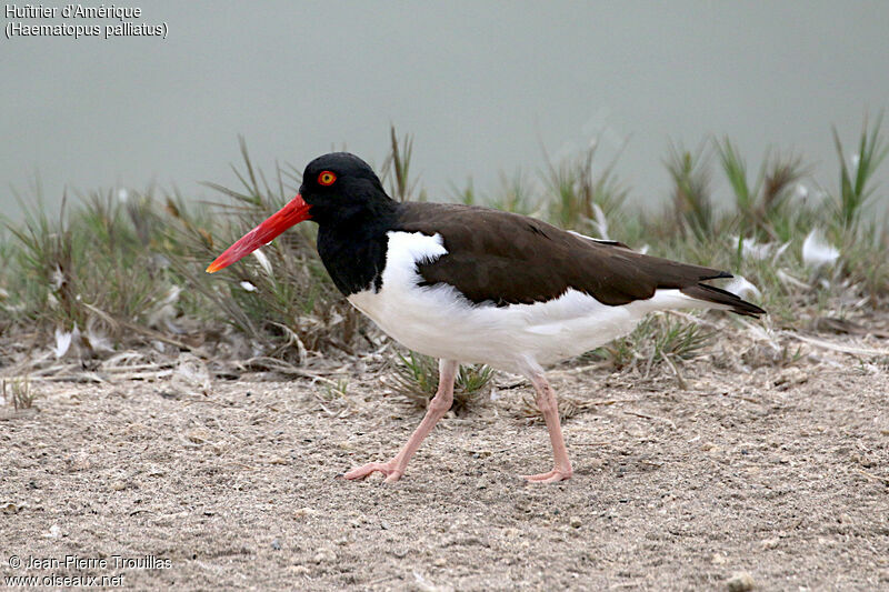 American Oystercatcher