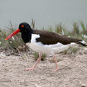 American Oystercatcher