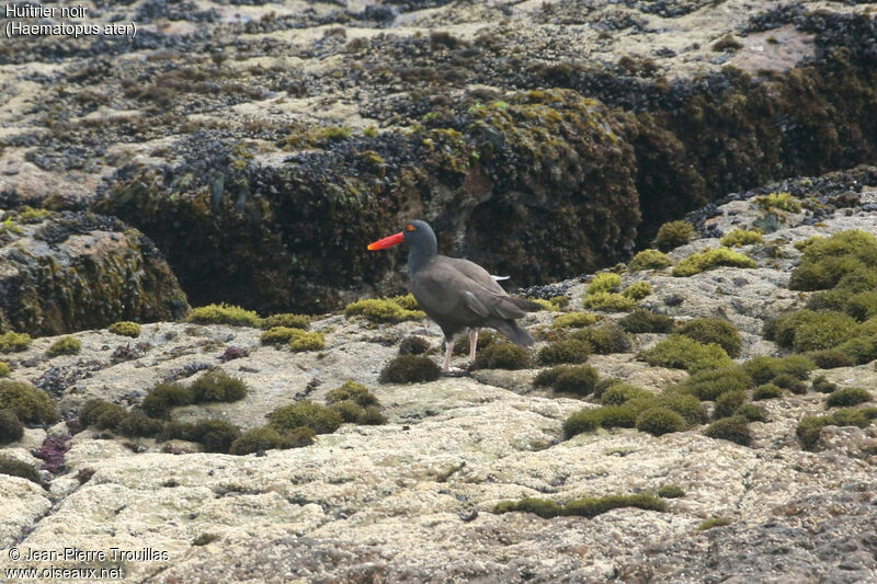 Blackish Oystercatcher