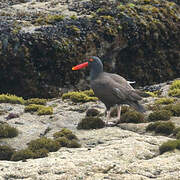 Blackish Oystercatcher