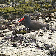 Blackish Oystercatcher