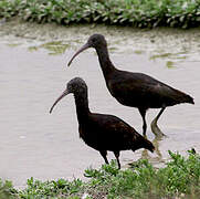 Puna Ibis