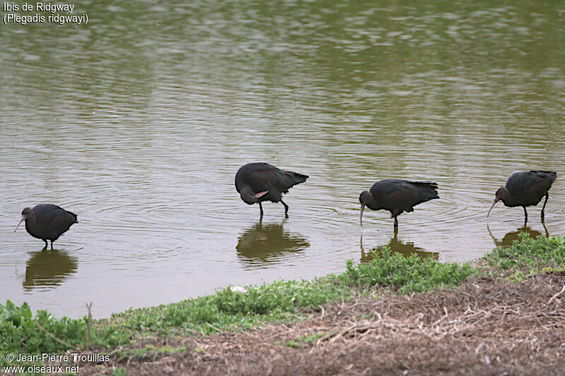 Puna Ibis