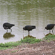 Puna Ibis